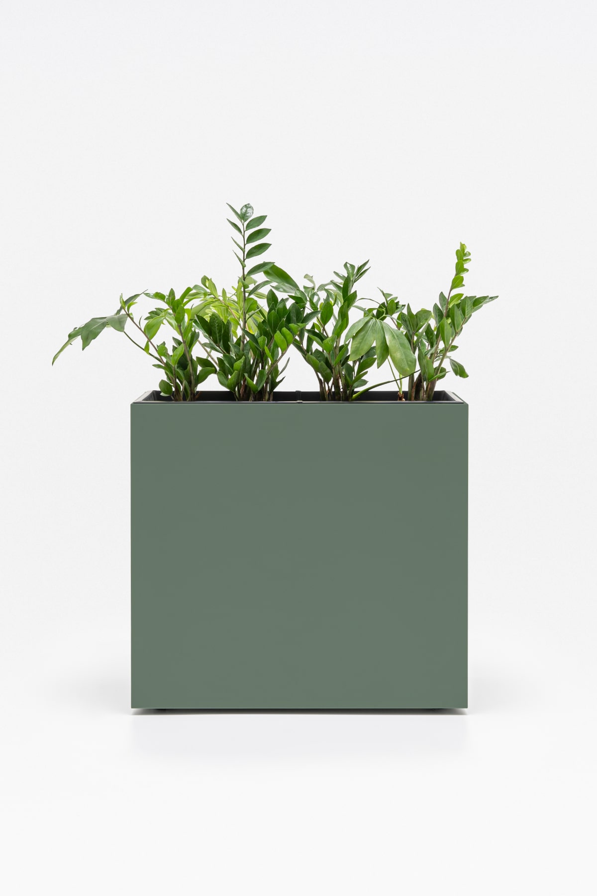 Green walls and vertical gardens